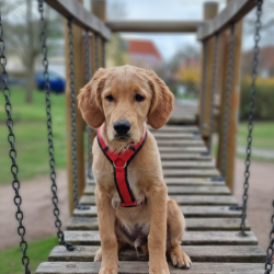 gemini generated image 2pum1p2pum1p2pum